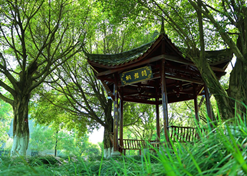 【重庆市文化单元】重庆桐君阁药厂有限公司